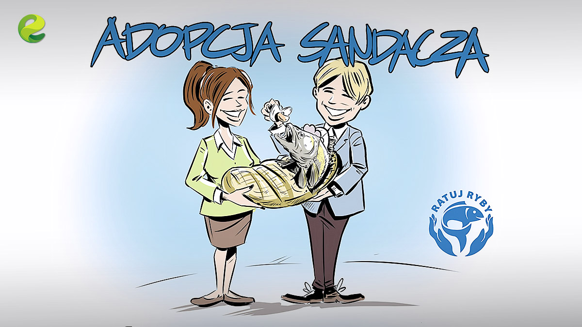Adoptowaliśmy sandacza!