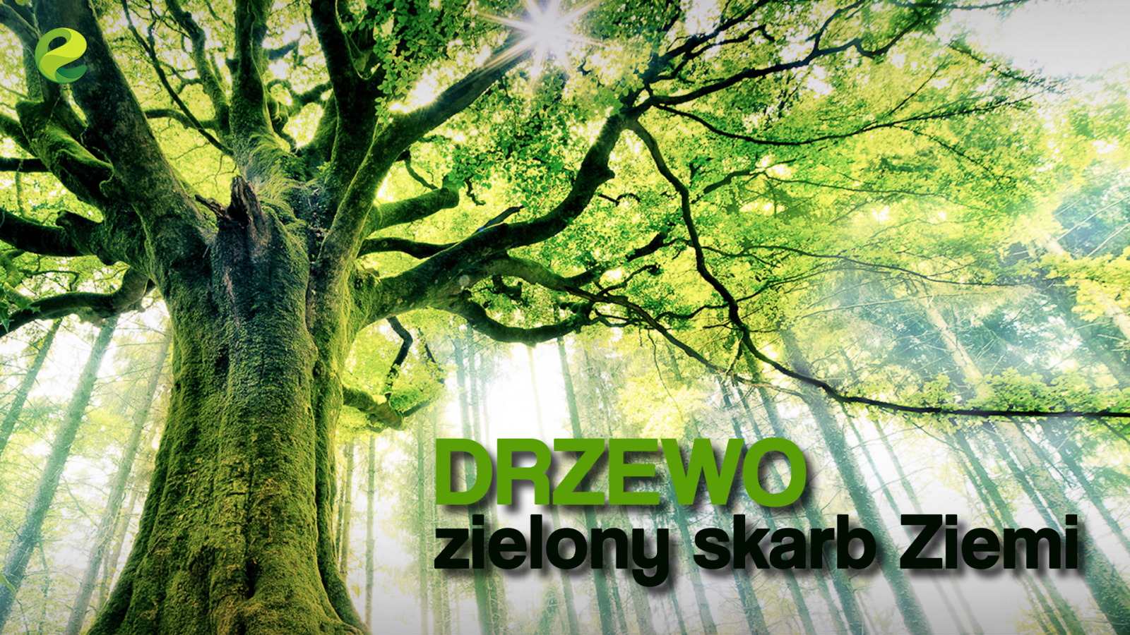 DRZEWO zielony skarb ziemi